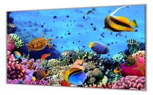 Ochranná deska mořský svět rybky, sasanka - 52x60cm / Bez lepení na zeď