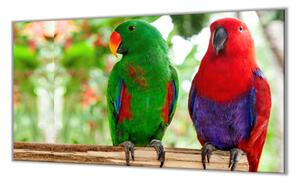 Ochranná deska papoušek samec a samice eclektus - 52x60cm / S lepením na zeď