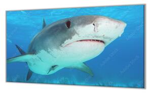 Ochranná deska dravá ryba žralok v moři - 60x80cm / Bez lepení na zeď