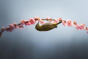 Umělecká fotografie Spring is coming, Vu van quan, (40 x 26.7 cm)