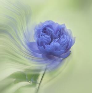 Umělecká fotografie Blue rose, Judy Tseng, (40 x 40 cm)
