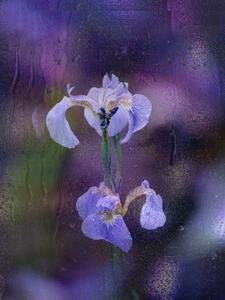 Fotografie Iris in rain, YoungIl Kim, (30 x 40 cm)