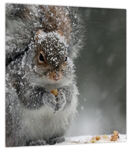 Obraz - Veverka v zimě (30x30 cm)