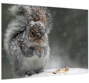 Obraz - Veverka v zimě (70x50 cm)