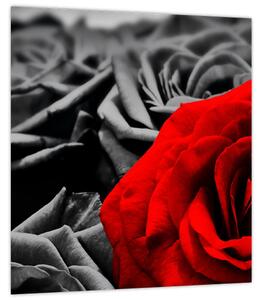 Obraz - Růže (30x30 cm)