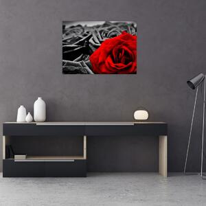 Obraz - Růže (70x50 cm)