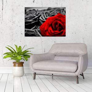 Obraz - Růže (70x50 cm)
