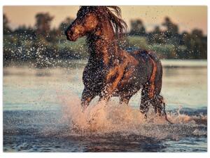 Obraz - Běžící kůň (70x50 cm)