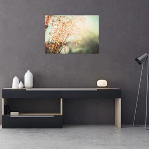 Obraz - Luční rostliny (70x50 cm)