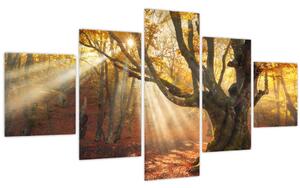 Obraz - Podzimní svit (125x70 cm)