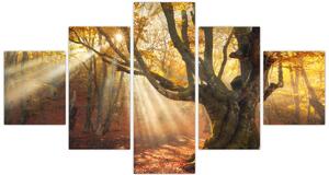 Obraz - Podzimní svit (125x70 cm)