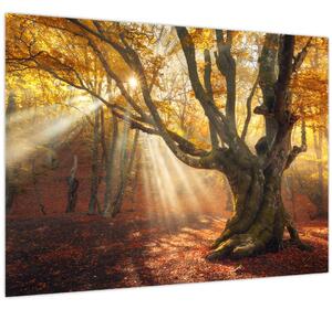 Obraz - Podzimní svit (70x50 cm)
