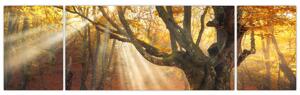 Obraz - Podzimní svit (170x50 cm)