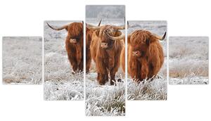 Obraz - Skotské krávy (125x70 cm)