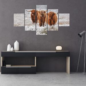 Obraz - Skotské krávy (125x70 cm)