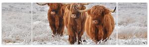 Obraz - Skotské krávy (170x50 cm)