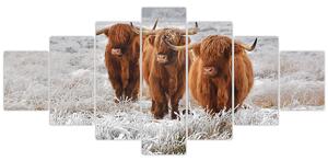 Obraz - Skotské krávy (210x100 cm)