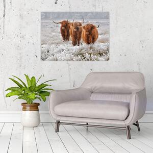 Obraz - Skotské krávy (70x50 cm)