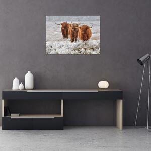 Obraz - Skotské krávy (70x50 cm)