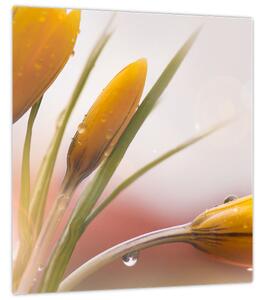 Obraz - Jarní květy (30x30 cm)