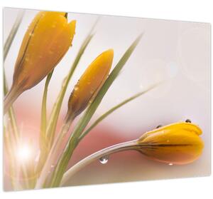 Obraz - Jarní květy (70x50 cm)