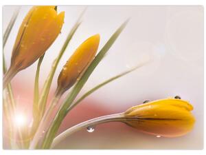 Obraz - Jarní květy (70x50 cm)