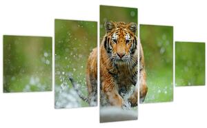 Obraz - Běžící tygr (125x70 cm)