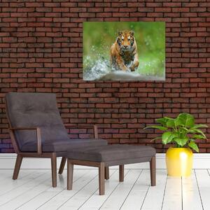 Obraz - Běžící tygr (70x50 cm)