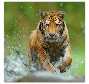 Obraz - Běžící tygr (30x30 cm)