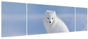 Obraz - Polární liška (170x50 cm)