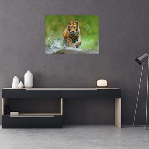 Obraz - Běžící tygr (70x50 cm)
