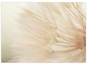 Obraz - Detaily květu (70x50 cm)