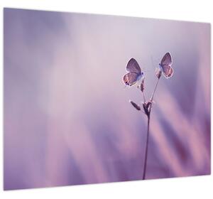 Obraz - Fialoví motýlci (70x50 cm)