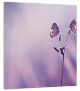 Obraz - Fialoví motýlci (30x30 cm)
