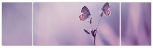 Obraz - Fialoví motýlci (170x50 cm)