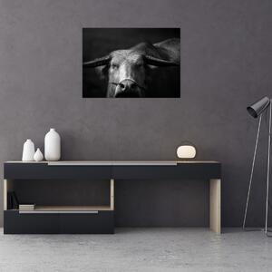 Obraz - Kráva (70x50 cm)