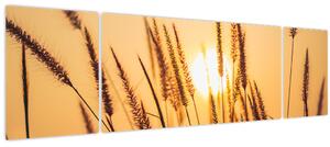 Obraz - Traviny ve slunci (170x50 cm)