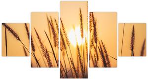 Obraz - Traviny ve slunci (125x70 cm)