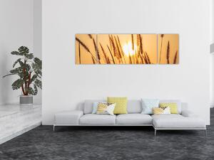 Obraz - Traviny ve slunci (170x50 cm)