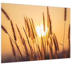 Obraz - Traviny ve slunci (70x50 cm)