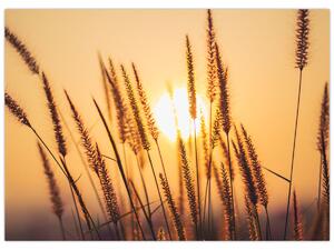 Obraz - Traviny ve slunci (70x50 cm)
