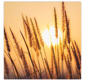 Obraz - Traviny ve slunci (30x30 cm)