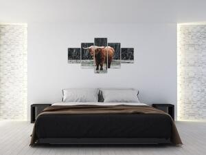 Obraz - Skotská kráva 2 (125x70 cm)
