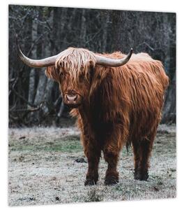 Obraz - Skotská kráva 2 (30x30 cm)