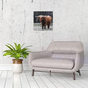 Obraz - Skotská kráva 2 (30x30 cm)