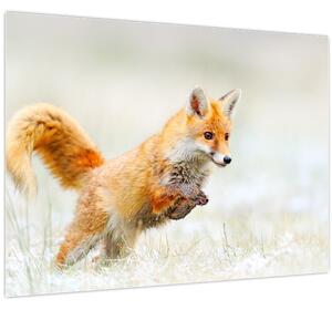 Obraz - Skákající liška (70x50 cm)