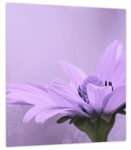 Obraz - Fialová květina (30x30 cm)