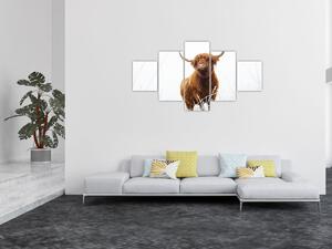 Obraz - Skotská kráva (125x70 cm)
