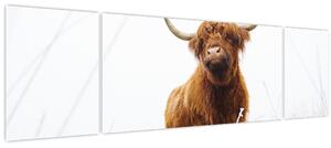 Obraz - Skotská kráva (170x50 cm)
