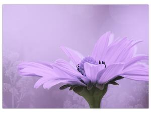 Obraz - Fialová květina (70x50 cm)